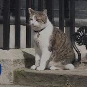 No 10 Downing Street Cat