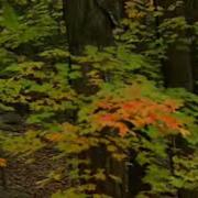 Bernward Koch Under Trees