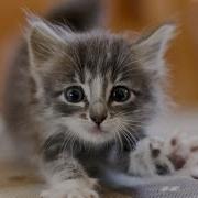 Жил На Свете Маленький Котенок