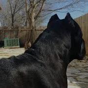 Cane Corso Protecting His Owner