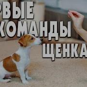 Разные Команды Для Собак