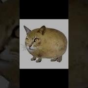 Песня Туц Тудудуц