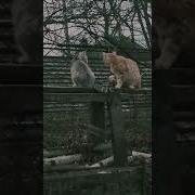 А Я Чё То Не Понял А Чё Ты Мне Нервы Устраиваешь