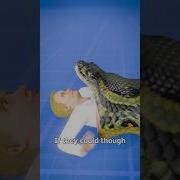 Snake Vore Any