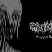 Ejaculation Maggot Seepage