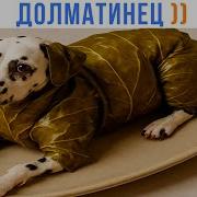 Короткие Приколы С Долматинцами