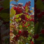 Мелодия Моей Осени Инструментальная Музыка