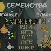 Семейство Зонтичные 7 Класс