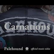 Palehound Carnations