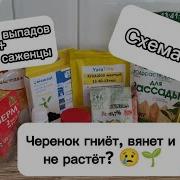 Вянут От Зноя Цветы