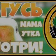 Я Гусь Мама Утка Смотри