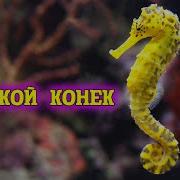 Музыкалная Игра Морские Коньки