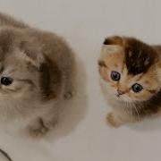 Милый Котенок