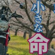 Lives That Could Not Be Saved 救えなかった命