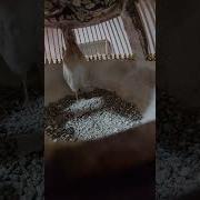 Перепелка Поет До Зори
