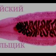 Двуустка