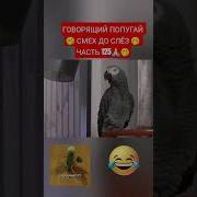 Приколы С Попугаями До Слёз