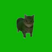 Green Screen Spinning Cat 1Hours