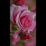 Енг Зур Хит Кушик 2020 Eng Zo R Qo Shiq 2020