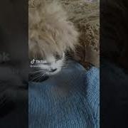 Где Вы Эту Шапку Купили