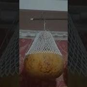 Перепел Поет
