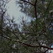 Скачать Песню На Поляне Леса Где Сосны Где Ёлки