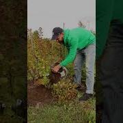 Крыжовник Сажаем Выращиваем Заготавливаем