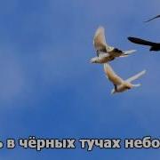 Летите Голуби Песня