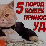 Кот Который Приносит Счастье
