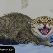 Звук Для Отпугивания Котов
