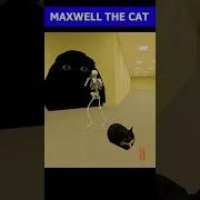 Maxwell Cat Song Tiktok