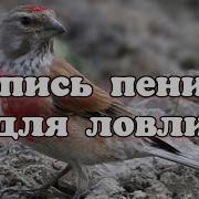 Пение Птиц Для Ловли