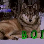 Олег Зеленов Волк