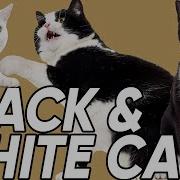 Black White Cat