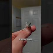 Pretty Young Chameleon