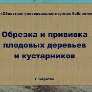 Всё Об Обрезке И Прививке Деревьев И Кустарников
