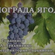 Винограда Ягодка Зазноба