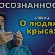 Ошо Раджниш О Людях И Крысах Осознанность