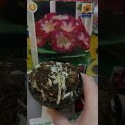 И Засветут Цветы Регтон