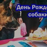 День Рождения Собаки