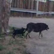 Хвостопад Джиган