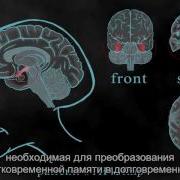 Мозг Зомби Научный Подход К Поведению Ходячих Мертвецов