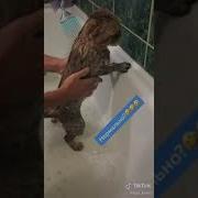Кота Моют И Он Говорит Нормально