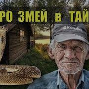 Страшные Истории Змеи