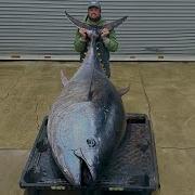 Tuna Onu
