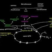 Метаболизм