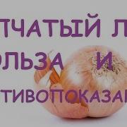 Репчатый Лук Польза И Вред