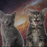 Space Cats 10 Hours