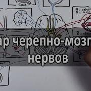 12 Черепных Нервов
