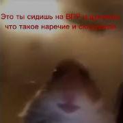 Хомяк Смотрит В Камеру Meme